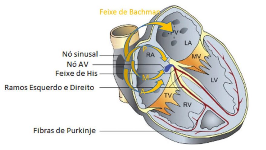 como-o-atrio-conduz-o-impulso-eletrico